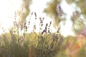 Natur