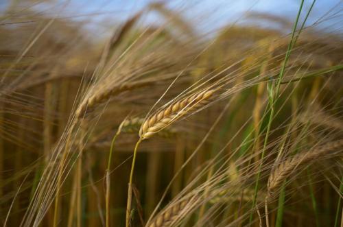 Goldener Sommer