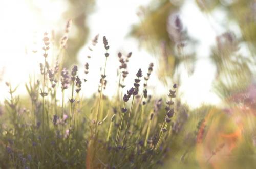 Lavendel